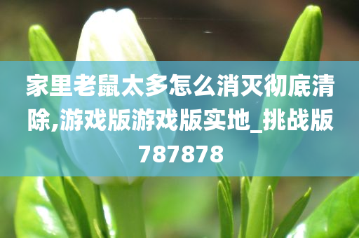 家里老鼠太多怎么消灭彻底清除,游戏版游戏版实地_挑战版787878